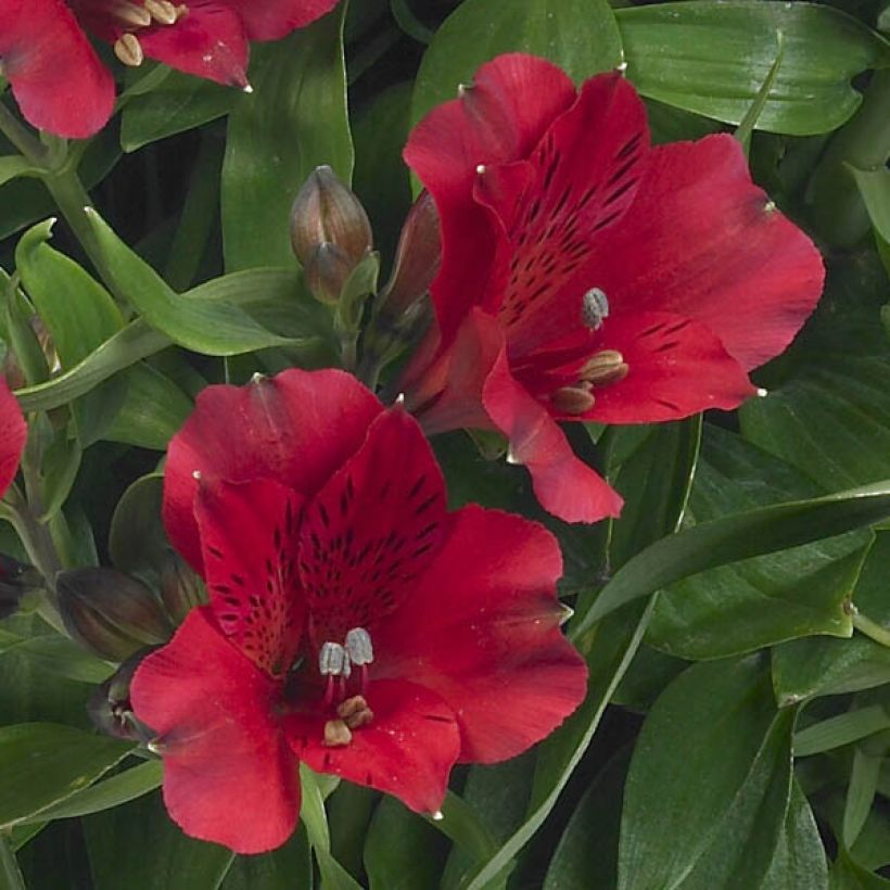 Alstroemeria Inticancha Red ou Valentino (Flowering)