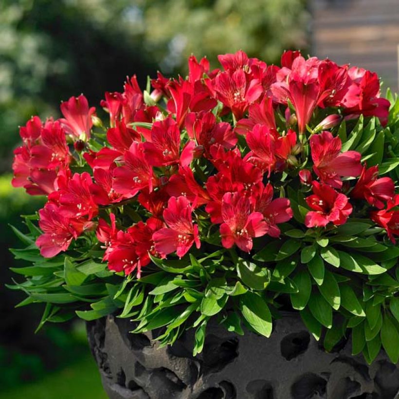 Alstroemeria Inticancha Red ou Valentino (Plant habit)