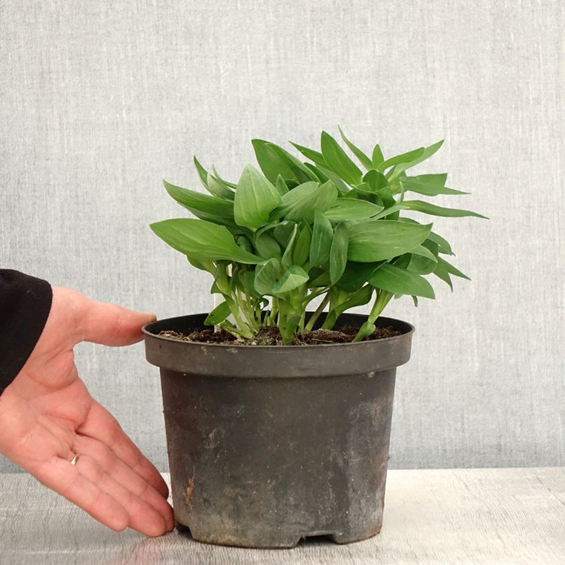 Alstroemeria Inticancha White Pink Blush Vasetto da 8/9 cm esemplare consegnato in primavera