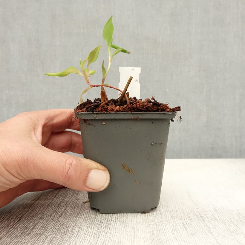 Esemplare di Alstroemeria Mauve Majesty Vasetto da 8/9 cm come consegnato in autunno