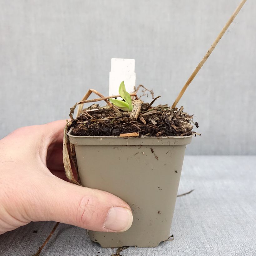Alstroemeria Rock'n roll - Lis des Incas Godet de 8/9 cm esemplare consegnato in inverno