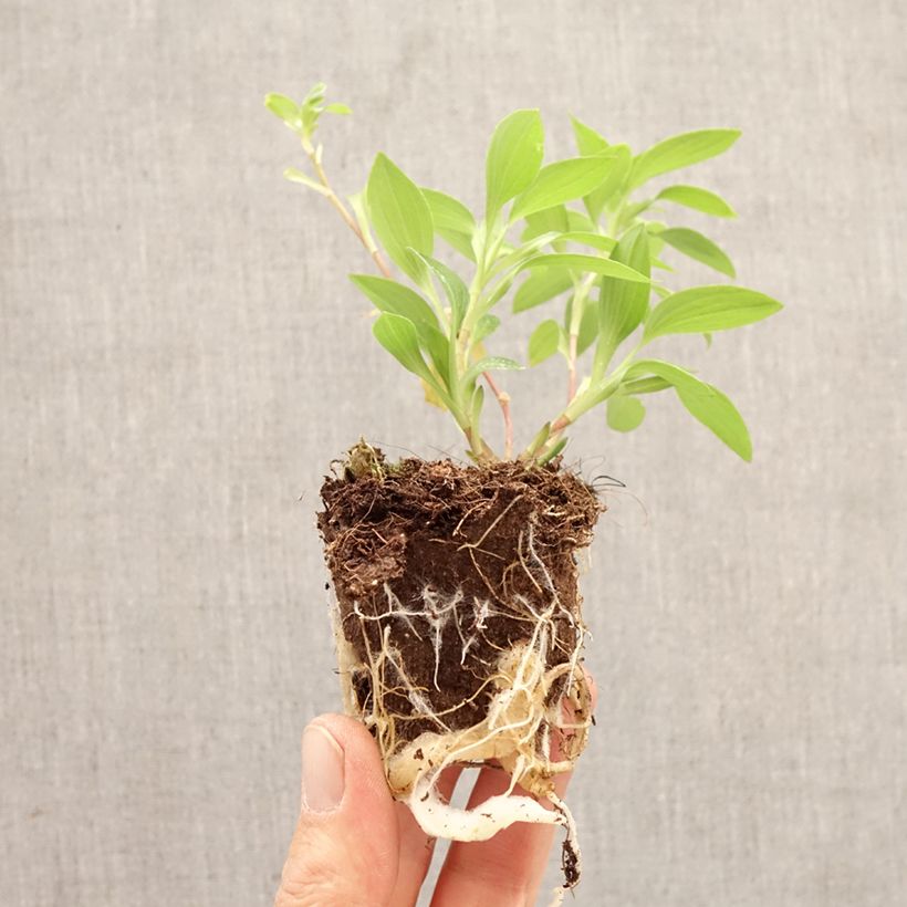 Alstroemeria Summer Rose zolla 4 cm x 4,5 cm esemplare consegnato in primavera