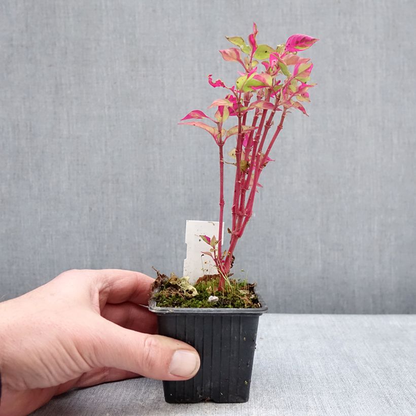 Alternanthera ficoidea Party Time Vasetto da 8/9 cm esemplare consegnato in inverno