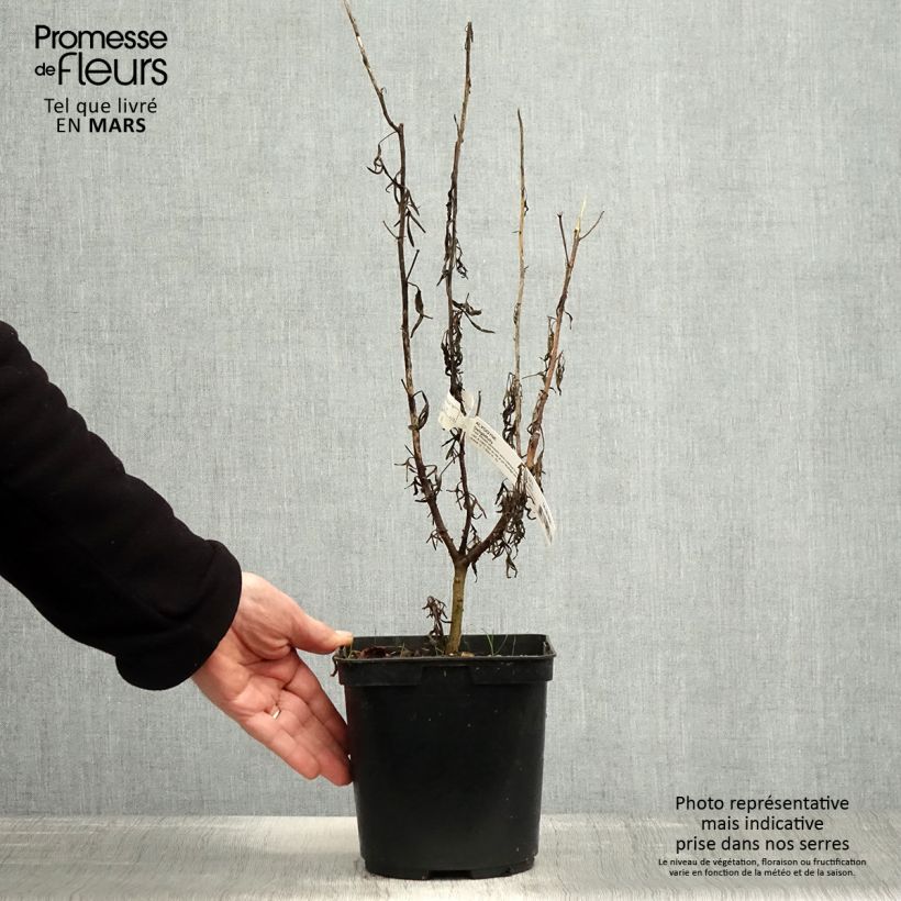 Alyogyne Delightfully - Ibisco australiano Vaso da 4L/5L esemplare consegnato in primavera