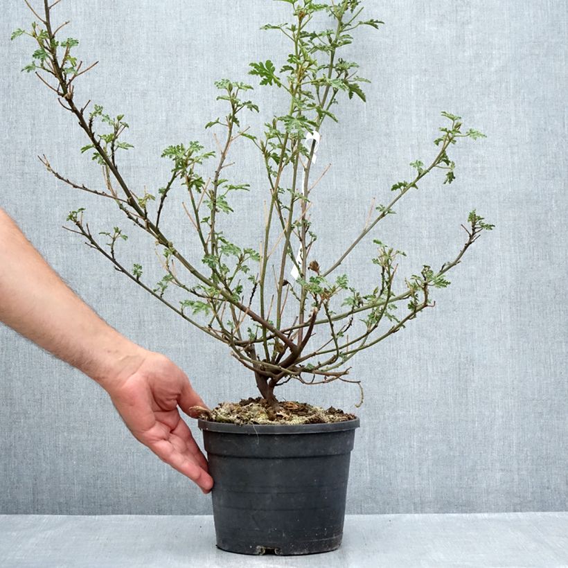 Example of Alyogyne huegelii Santa Cruz - Ibisco australiano Vaso da 3L/4L as you get in ete