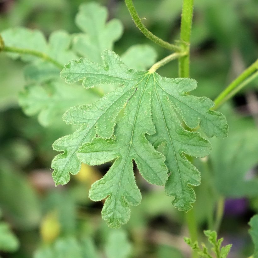 Alyogyne huegelii Santa Cruz - Ibisco australiano (Foliage)