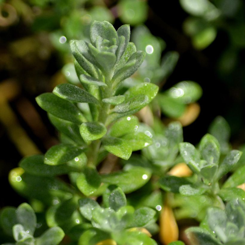 Alyssum montanum Berggold - Alisso montanino (Foliage)