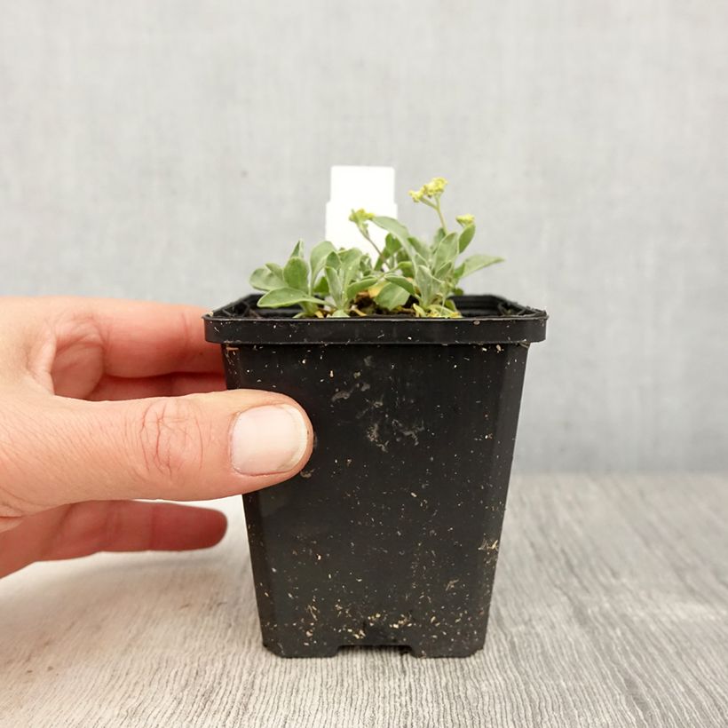 Alyssum saxatilis Compactum - Alisso giallo Vasetto da 8/9 cm esemplare consegnato in primavera