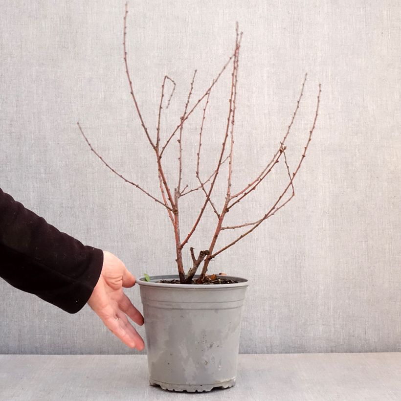 Example of Prunus triloba Multiplex - Mandorlo da fiore Vaso da 4L/5L as you get in printemps