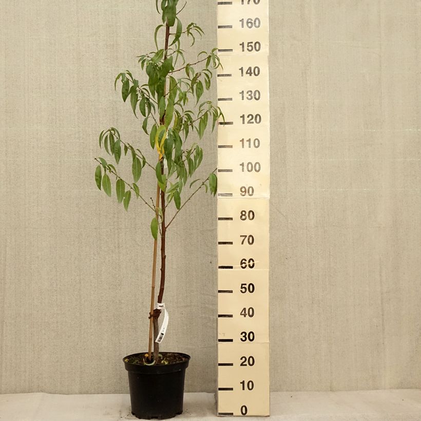 Esemplare di Mandorlo - Prunus dulcis Vaso da 4L/5L, A cespuglio come consegnato in autunno