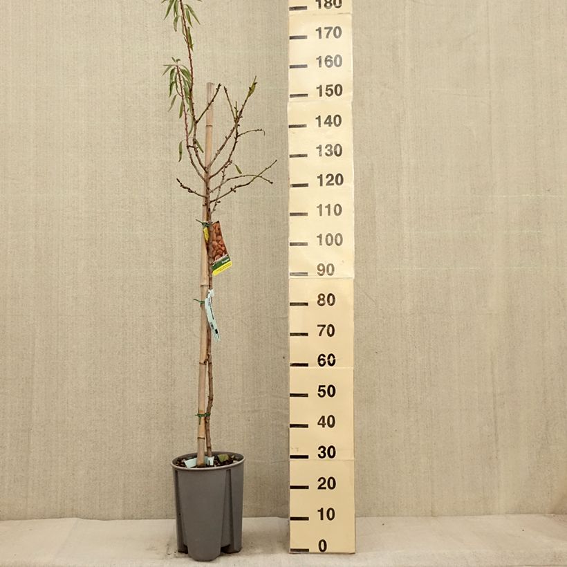 Esemplare di Mandorlo - Prunus dulcis Vaso da 7,5L/10L, Vaso impalcato medio come consegnato in autunno