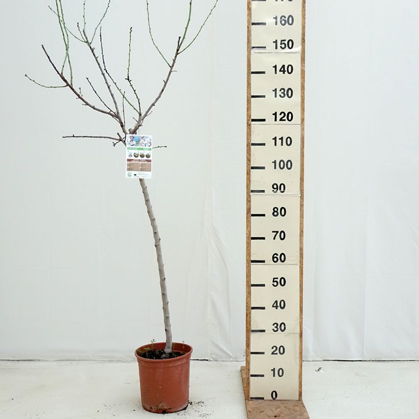 Esemplare di Mandorlo Desmayo Largueta Vaso da 7,5L/10L, Vaso impalcato medio come consegnato in autunno