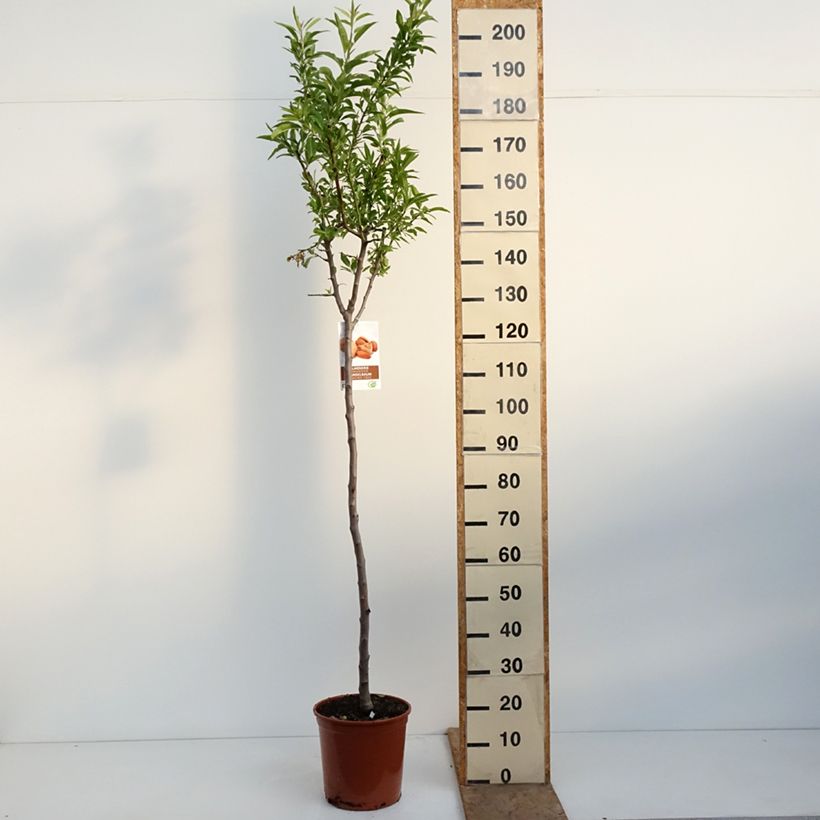 Mandorlo Lauranne Avijor Vaso da 7,5L/10L, Vaso impalcato medio esemplare consegnato in primavera