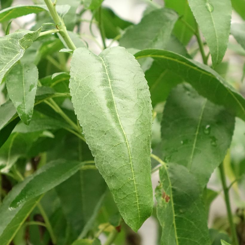 Mandorlo Marcona (Fogliame)