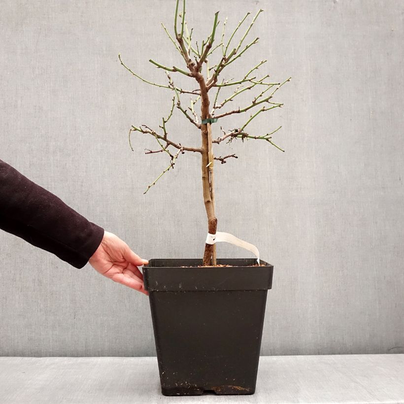 Example of Mandorlo Fruit me Almond me Vaso da 12L/15L, Nano as you get in hiver