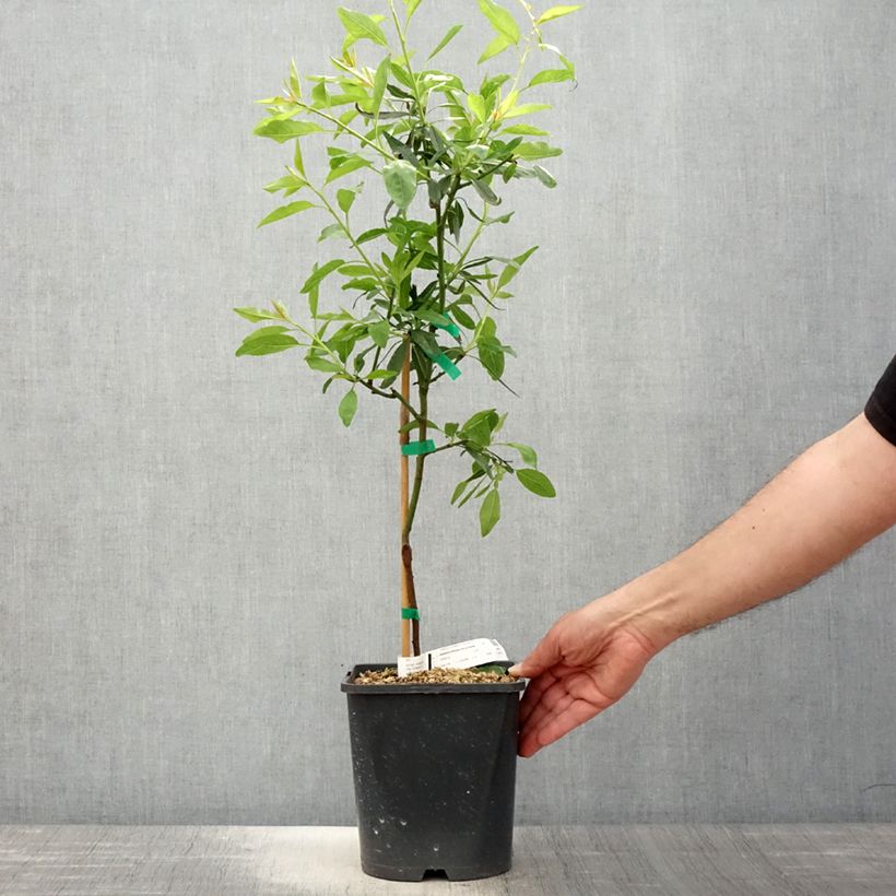 Example of Mandorlo Fruit me Almond me Vaso da 4L/5L, Nano as you get in printemps