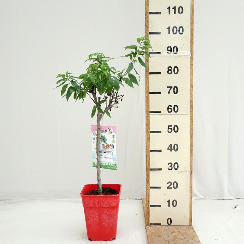 Esemplare di Mandorlo Garden Prince Vaso da 6L/7L, Vaso impalcato basso consegnato in estate