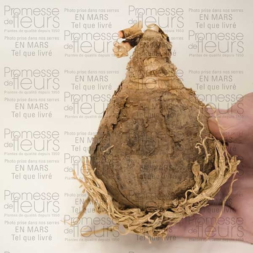 Esempio di esemplare Amaracrinum howardii Bulbo taglia 20+ come consegnato
