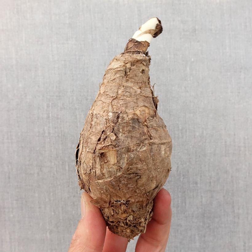 Amaracrinum howardii Bulbo taglia 20+ esemplare consegnato in primavera