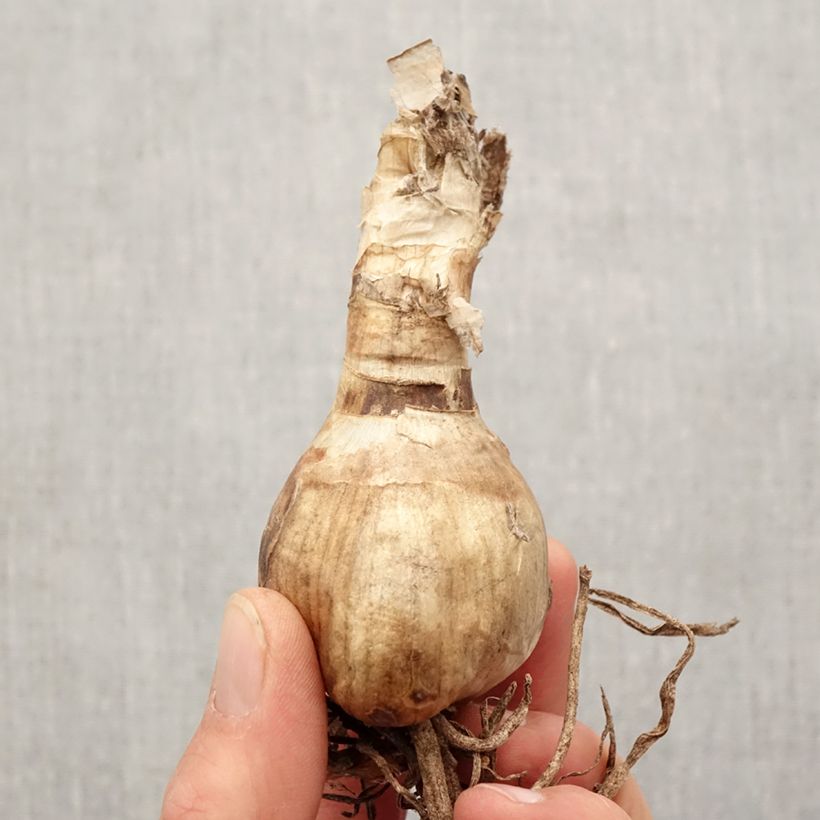 Amarine belladiva Anastasia Bulbo taglia 16+ esemplare consegnato in primavera