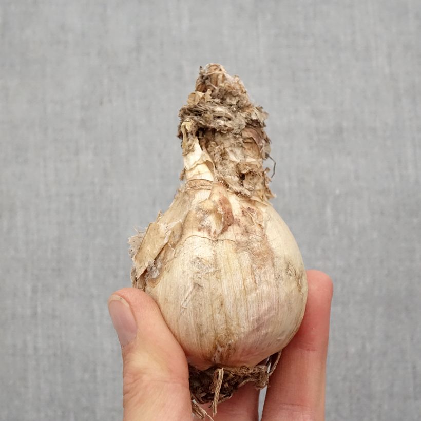 Amarine tubergenii belladiva Aphrodite Bulbo taglia 16+ esemplare consegnato in primavera