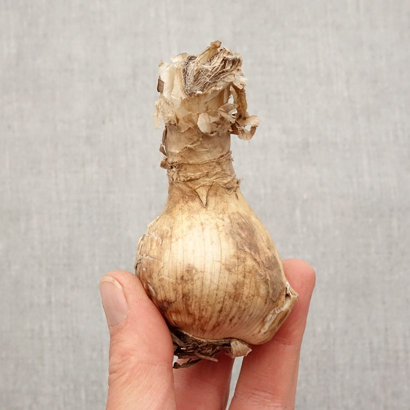 Amarine belladiva Emanuelle Bulbo taglia 16+ esemplare consegnato in primavera