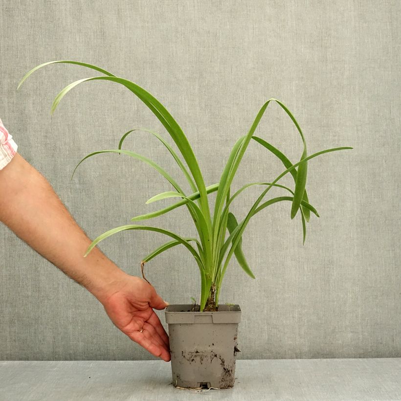 Esemplare di Amarine belladiva Emanuelle Vaso da 2L/3L taglia 12/14 consegnato in estate