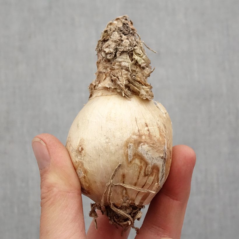 Amarine tubergenii Belladiva Paris Bulbo taglia 16+ esemplare consegnato in primavera