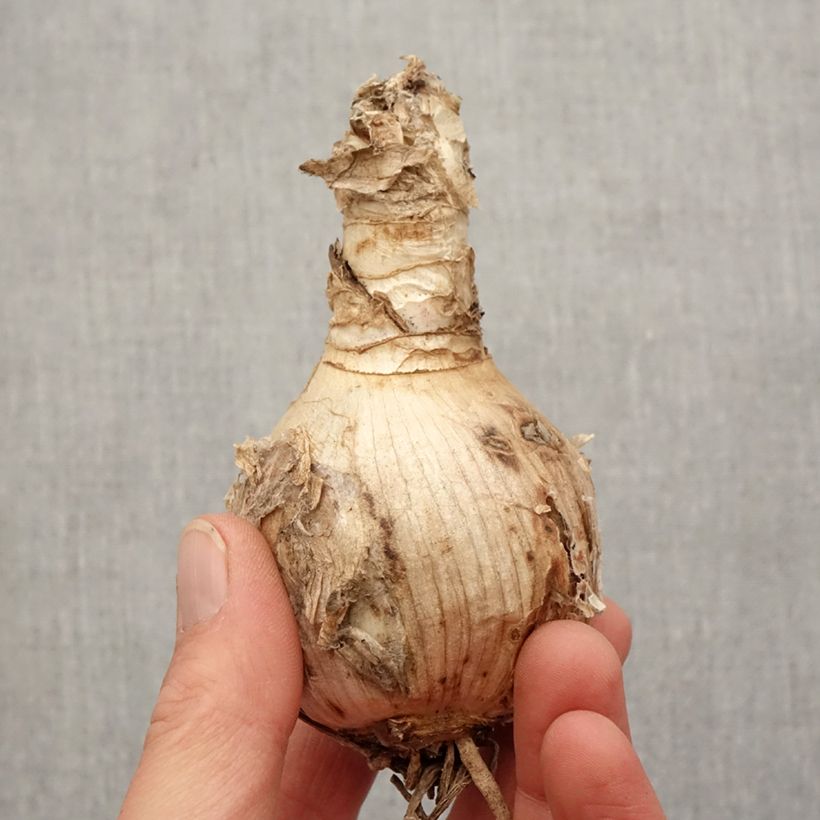 Amarine tubergenii Belladiva Tomoko Bulbo taglia 16+ esemplare consegnato in primavera