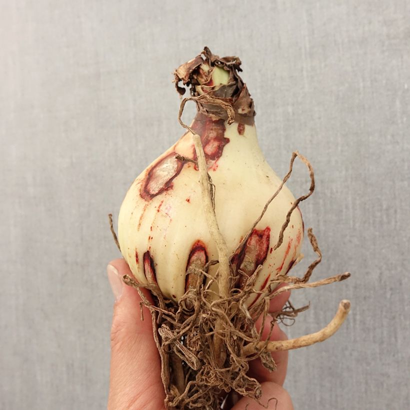 Amaryllis Amputo - Hippeastrum Bulbo taglia 30+ esemplare consegnato in primavera