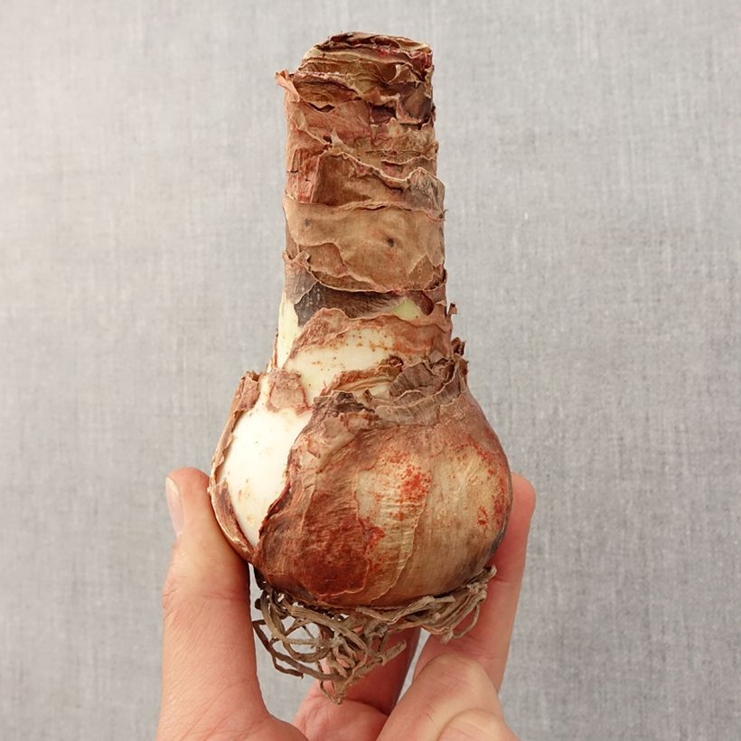 Amaryllis Apple Blossom - Hippeastrum Bulbo taglia 30/32 esemplare consegnato in primavera