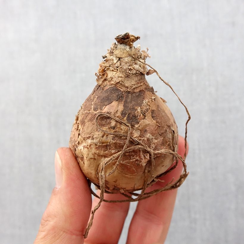 Amaryllis belladonna - Amarillide d'estate Bulbo taglia 20+ esemplare consegnato in primavera