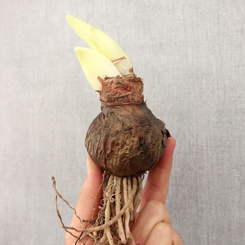 Amaryllis Chico esemplare consegnato in primavera