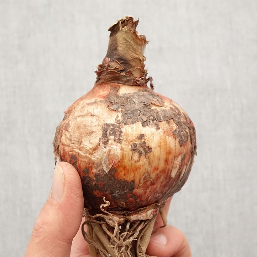 Amaryllis Cybester Bogota - Hippeastrum  Bulbo taglia 24/26 esemplare consegnato in primavera