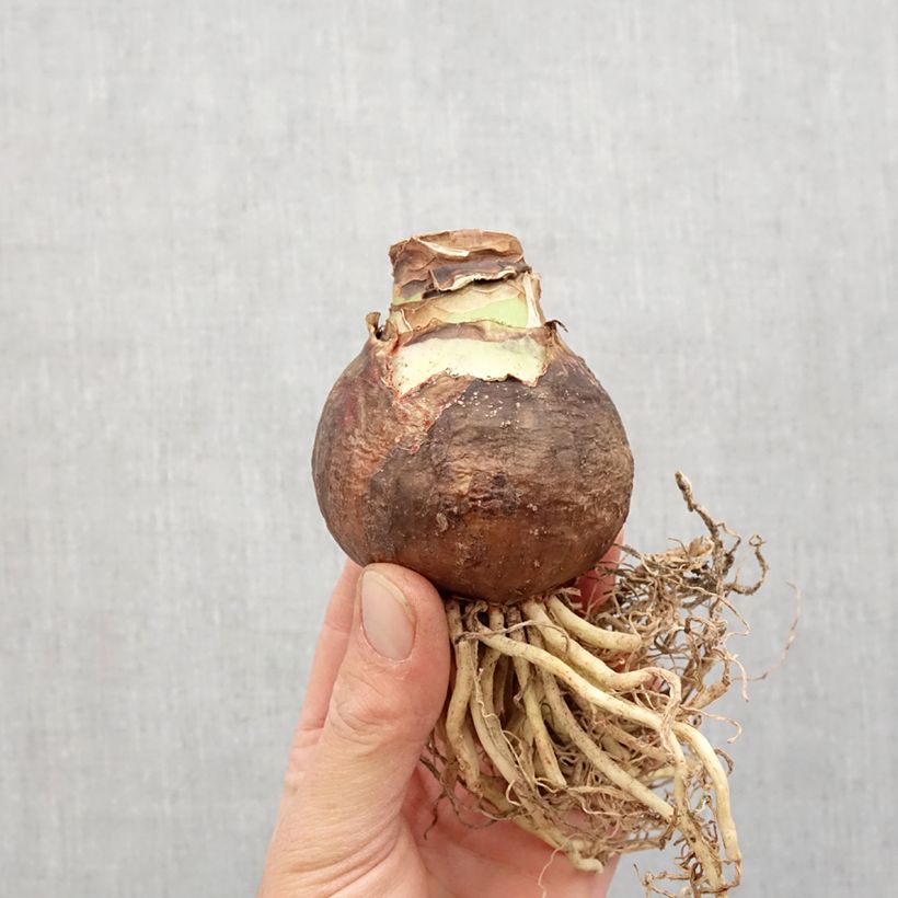 Amaryllis Blossom Peacock - Hippeastrum Bulbo taglia 32+ esemplare consegnato in primavera