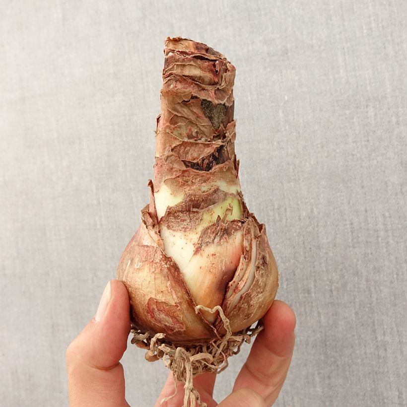 Amaryllis Dancing Queen - Hippeastrum Bulbo taglia 26/28 esemplare consegnato in primavera