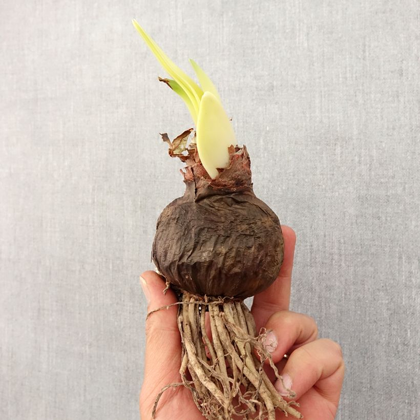 Amaryllis Double Dragon - Hypeastrum Bulbo taglia 30/32 esemplare consegnato in primavera