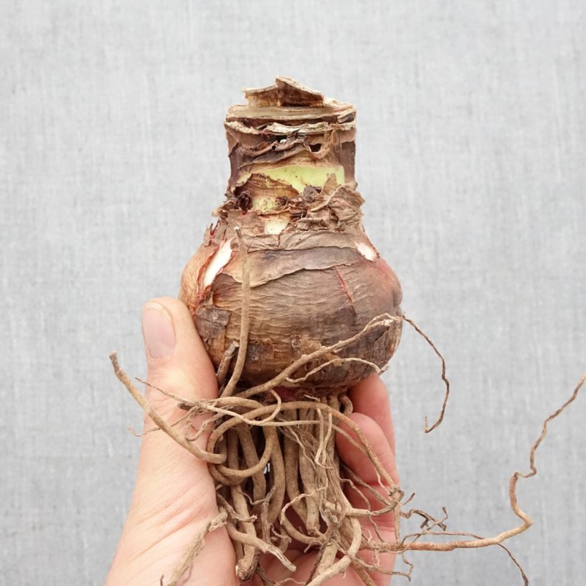 Amaryllis doppio Elvas esemplare consegnato in primavera