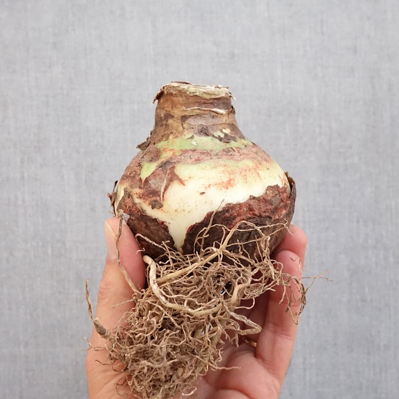 Esemplare di Amaryllis Double King - Hippeastrum Bulbo taglia 30/32 come consegnato in autunno