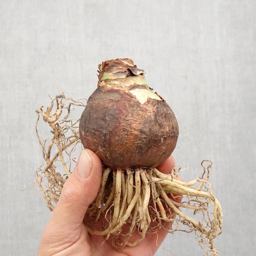 Amaryllis Marilyn - Hippeastrum Bulbo taglia 30/32 esemplare consegnato in primavera