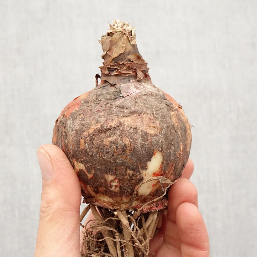 Amaryllis Lima - Hippeastrum Bulbo taglia 32+ esemplare consegnato in primavera