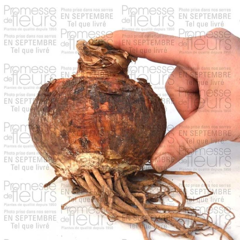 Esempio di esemplare Amaryllis Pasadena - Hippeastrum Bulbo taglia 30/32 come consegnato
