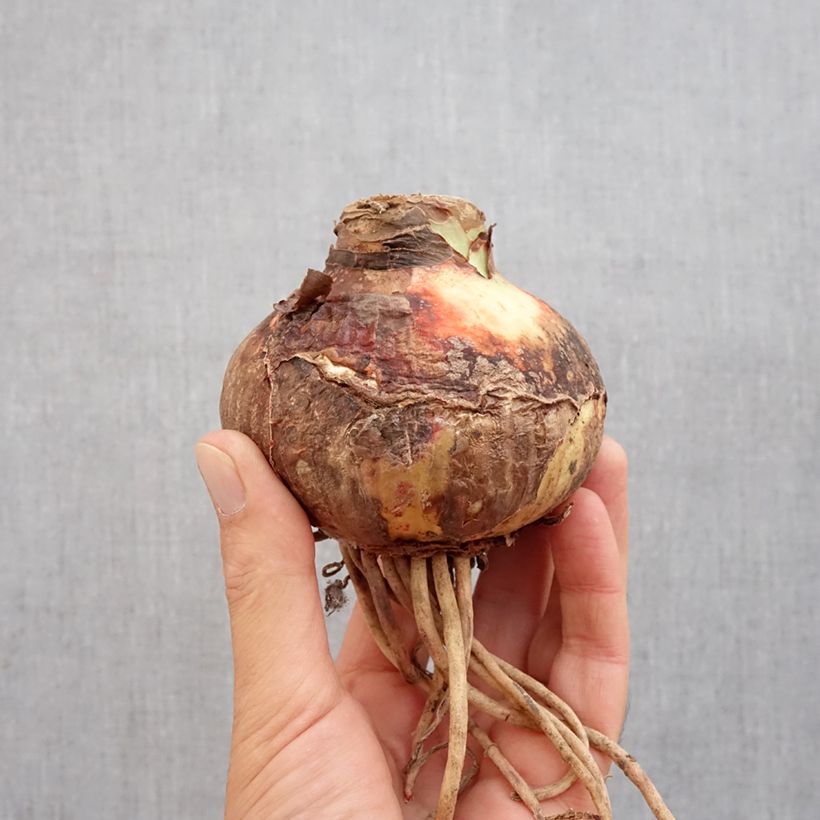 Esemplare di Amaryllis Pink Surprise - Hippeastrum Bulbo taglia 32/34 come consegnato in autunno