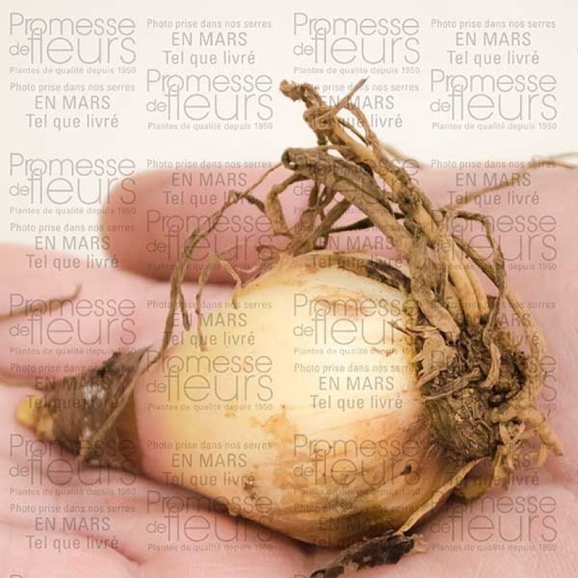 Esempio di esemplare Cyrtantus elatus Red Bulbo taglia 12+ come consegnato