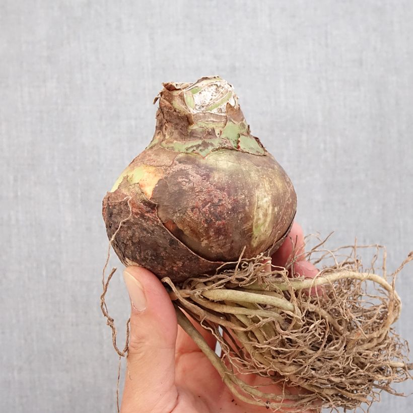 Esemplare di Amaryllis Quito - HIppeastrum Cybister Bulbo taglia 24/26 come consegnato in autunno