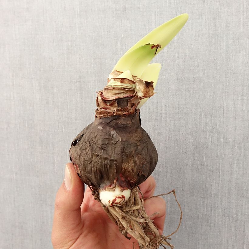 Amaryllis Rapido - Hippeastrum Bulbo taglia 28/30 esemplare consegnato in primavera