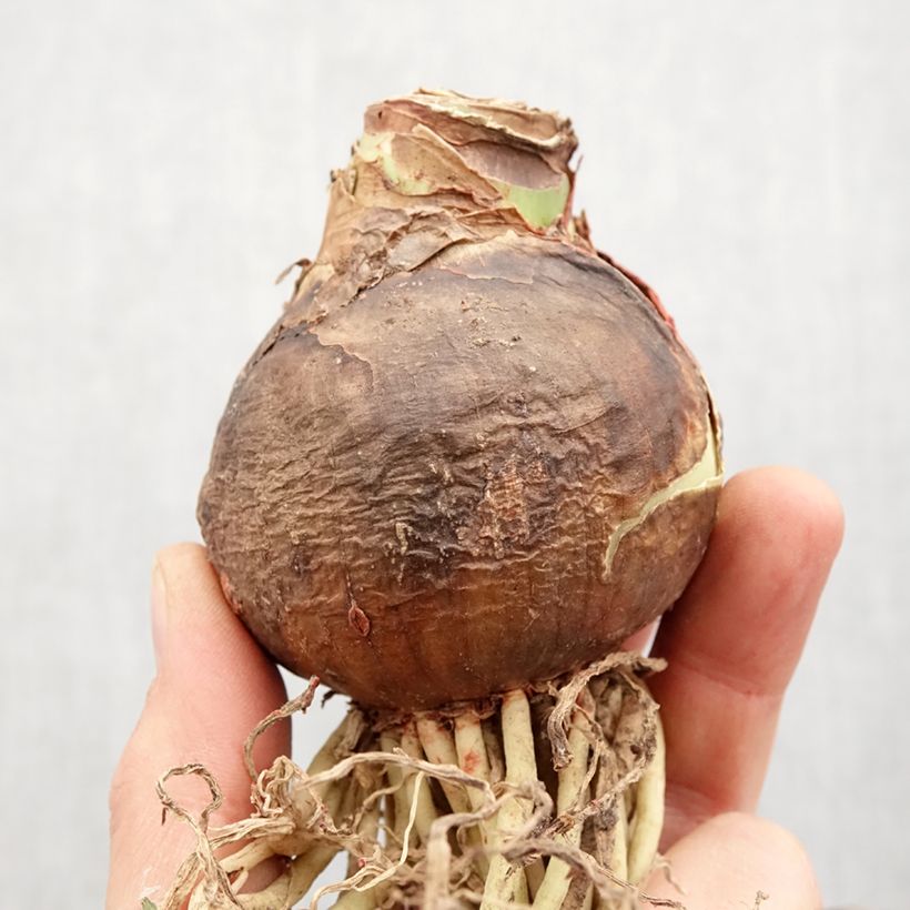 Amaryllis Rosalie - Hippeastrum Bulbo taglia 28/30 esemplare consegnato in primavera