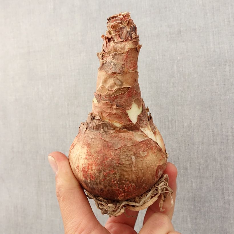 Amaryllis Rose Cybister - Hippeastrum Bulbo taglia 30/32 esemplare consegnato in primavera