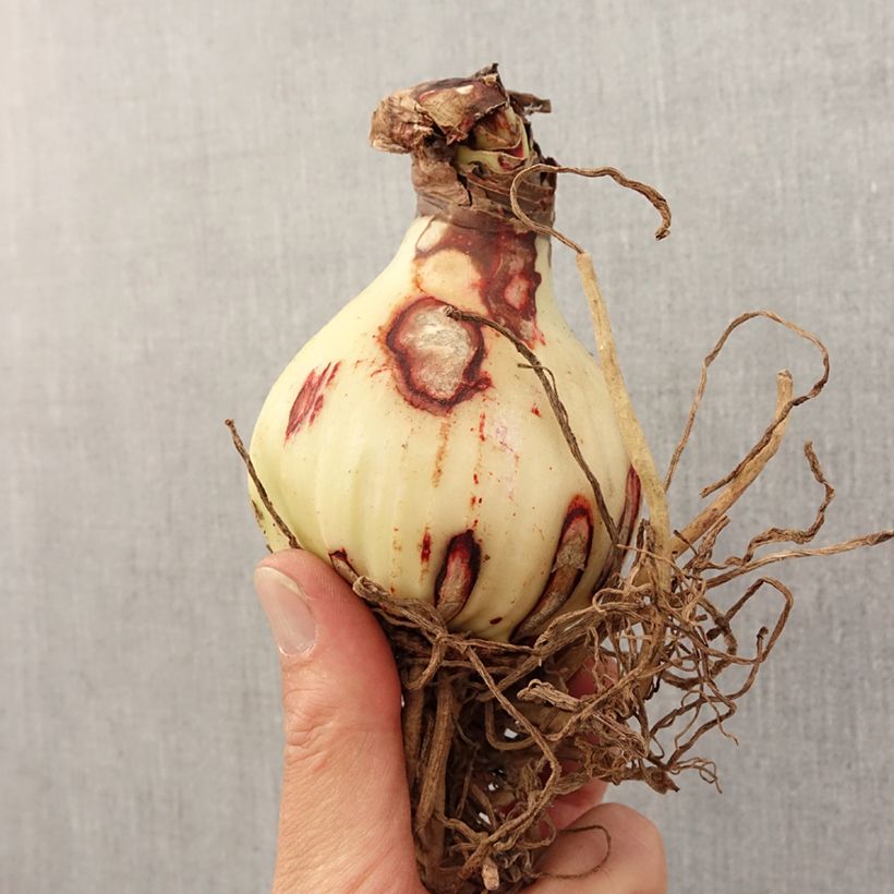 Amaryllis Rosy Star - Hippeastrum Bulbo taglia 28/30 esemplare consegnato in primavera