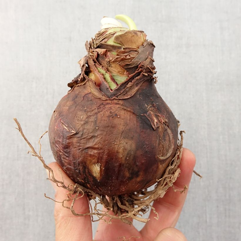 Amaryllis Santiago - Hippeastrum Bulbo taglia 24/26 esemplare consegnato in primavera